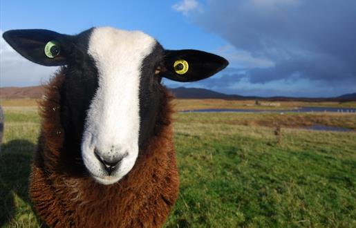 Uist Wool black & white faced sheep