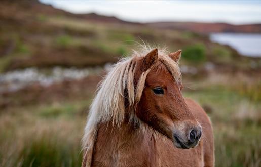 Long Island Retreats horse