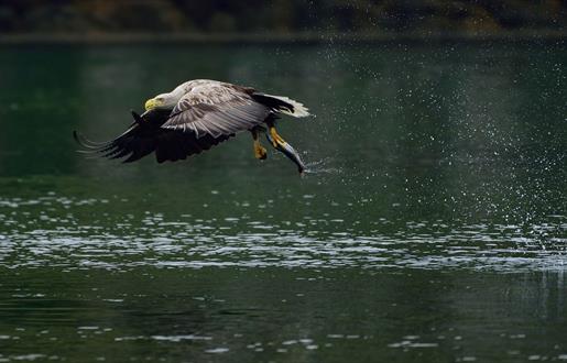 Whited Tailed Eagle with Fish Uist Hebrides