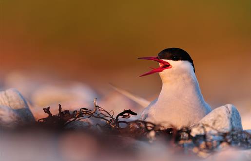 Artic Tern - Loch Fionsabhaigh