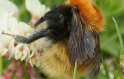 Great Yellow Bumble Bee-Borve