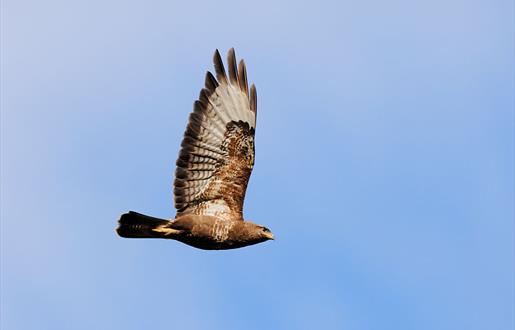 Common Buzzard © Laurie Campbell