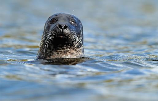 Grey Seal - Ardivachar