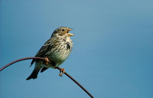 Corn Bunting - Loch Thallan