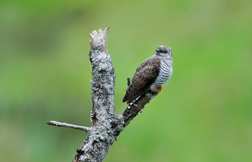 Cuckoo-North Loch Eynort