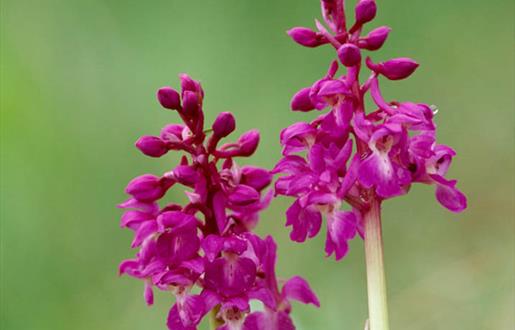 Early Purple Orchid-Loch Mor Barvas