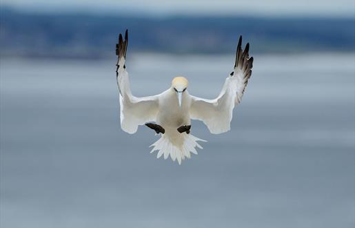 Northern Gannet-Huisinis