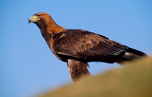 Golden Eagle © Laurie Campbell