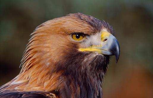 Golden Eagle © Laurie Campbell