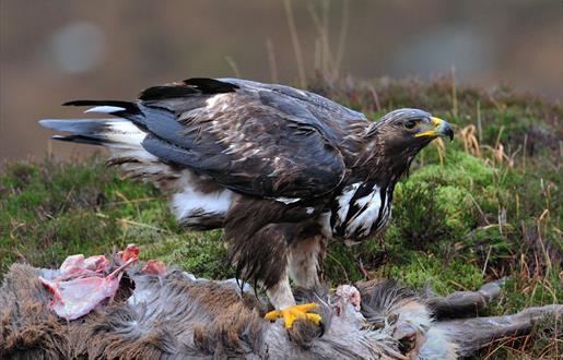 Golden Eagle - Kildonan Glen