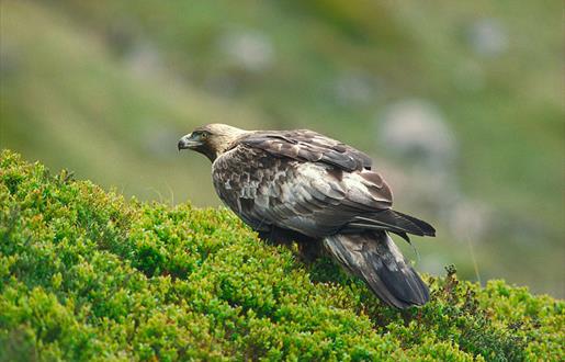 Golden Eagle © Laurie Campbell