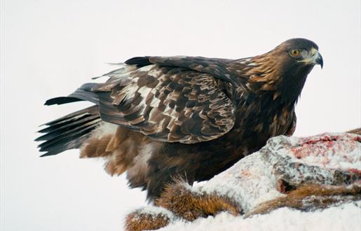 Golden Eagle - Lochmaddy