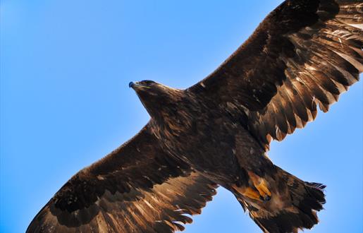 Golden Eagle - Bogha Glas