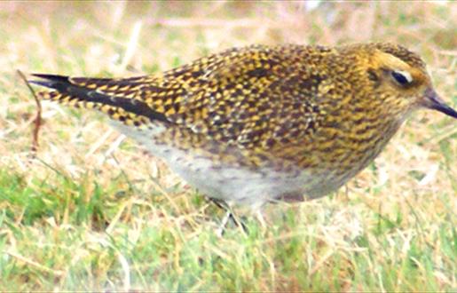 Golden Plover - Maaruig