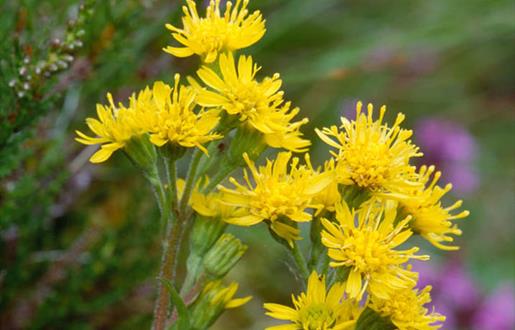 Golden Rod (dwarf)-Baille na Craig