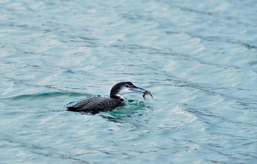 Great Northern Diver-Sound of Taransay