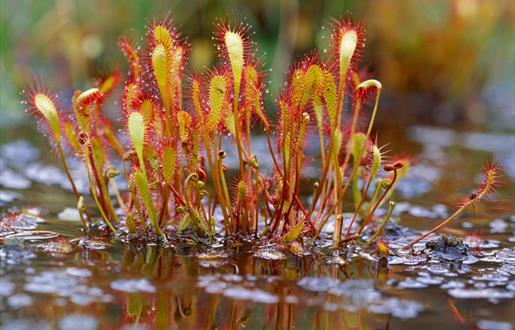 Sundew - Glen Miavaig