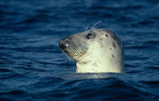Grey Seal - Sound of Harris