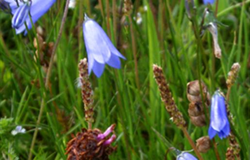 Harebell- Berie Sands