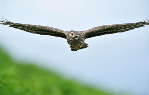 Hen Harrier © Laurie Campbell