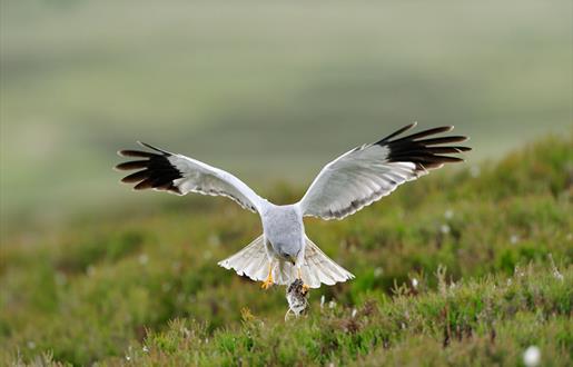 Hen Harrier - Reuval