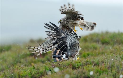 Hen Harrier © Laurie Campbell