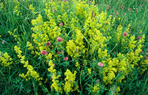 Lady's Bedstraw-Dalmore