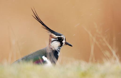 Lapwing - Northton Machair