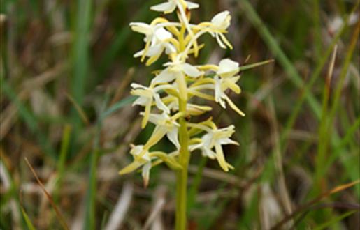 Lesser butterfly orchid-Bruernish