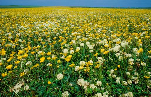 Machair Flowers - Howmore