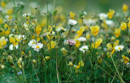 Machair Flowers - Bornish