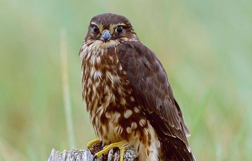 Merlin © Laurie Campbell