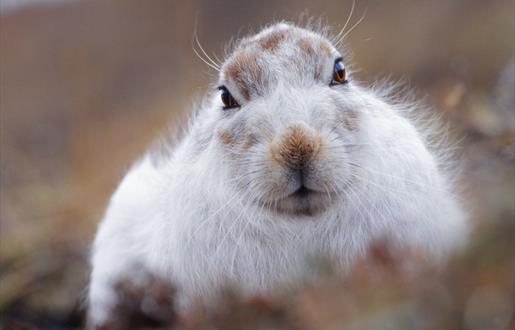 Mountain Hare - Toddun