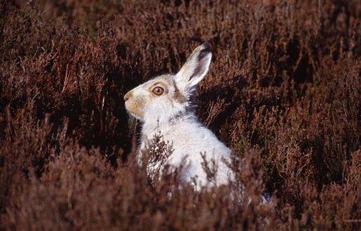 Mountain Hare - An Cliseam