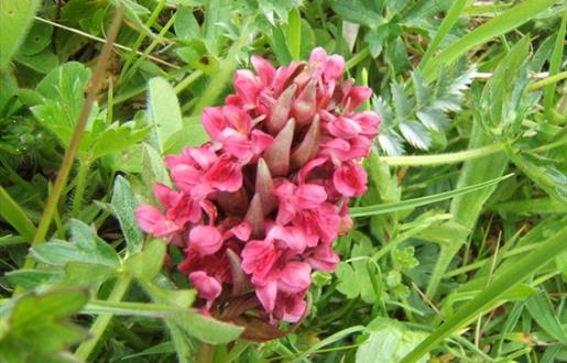 Machair Orchids - Northton