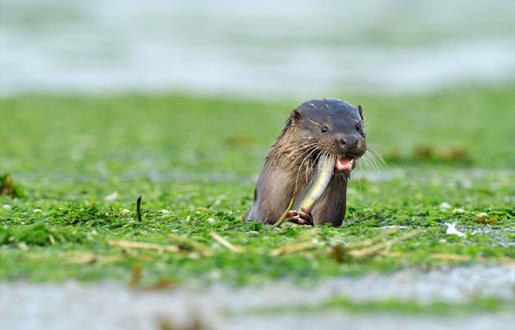 Otter - Loch a 'Chinn Uacraich