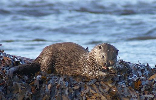 Otter - Sponish Bridge