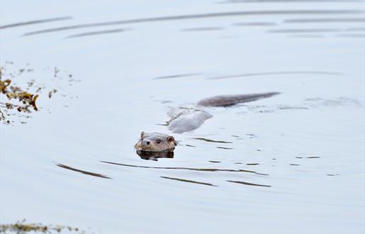 Otter - Rubha Ardvule