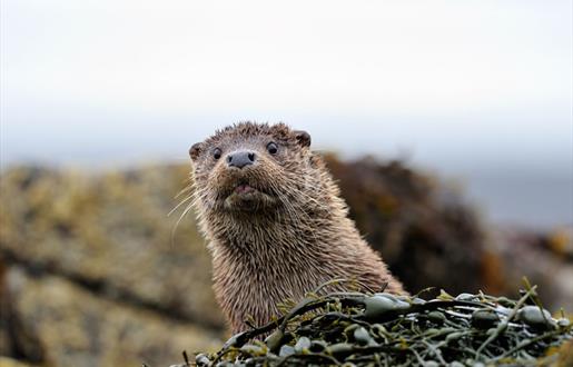 Otter - Loch Bee