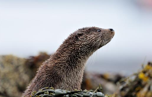 Otter - Loch Eynort