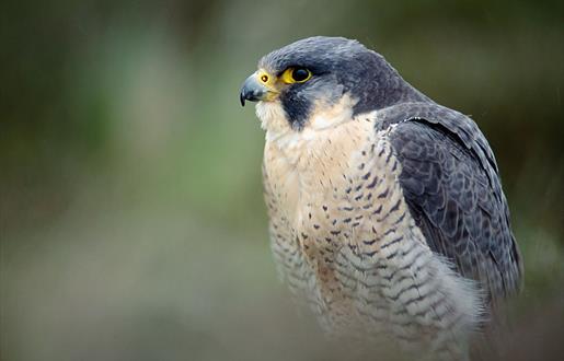 Bird of Prey Trail - Outer Hebrides