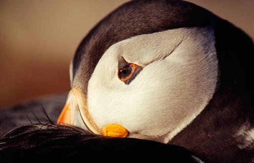 Puffin - St Kilda