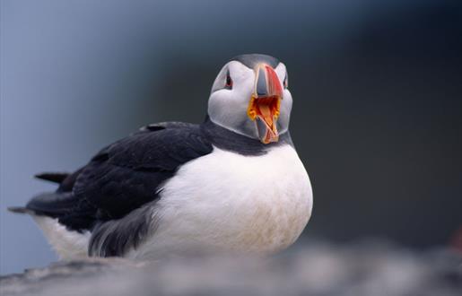 Puffin - Mingulay