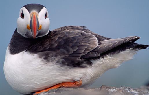 Puffin - Lochmaddy Ferry