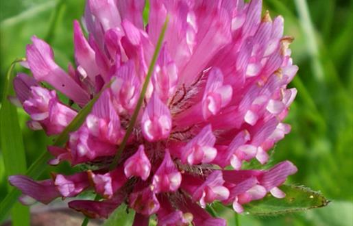 Red Clover-Loch Mor Barvas