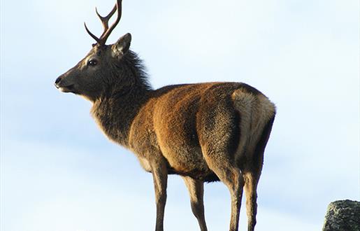 Red Deer - Garynahine