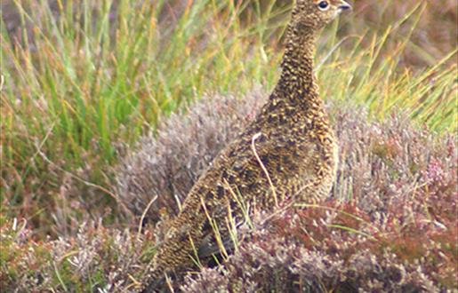 Red Grouse-Snishival