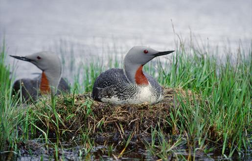 Red-throated Diver - Loch Langavat