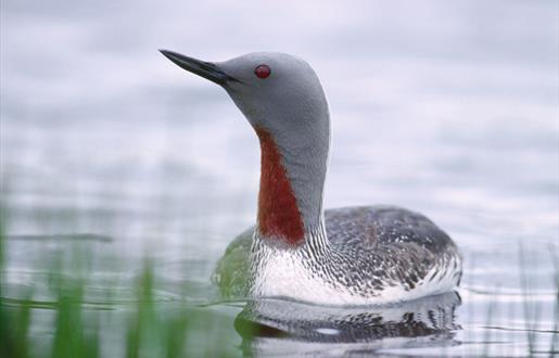 Red Throated Diver-North Loch Eynort