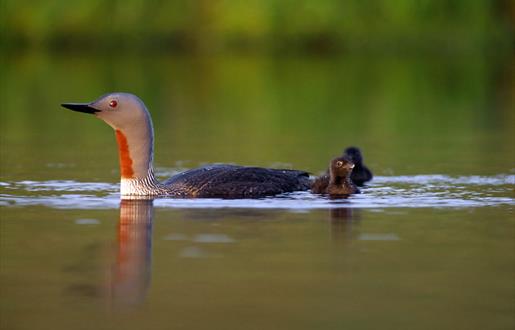 Red Throated Diver - Loch Skipport